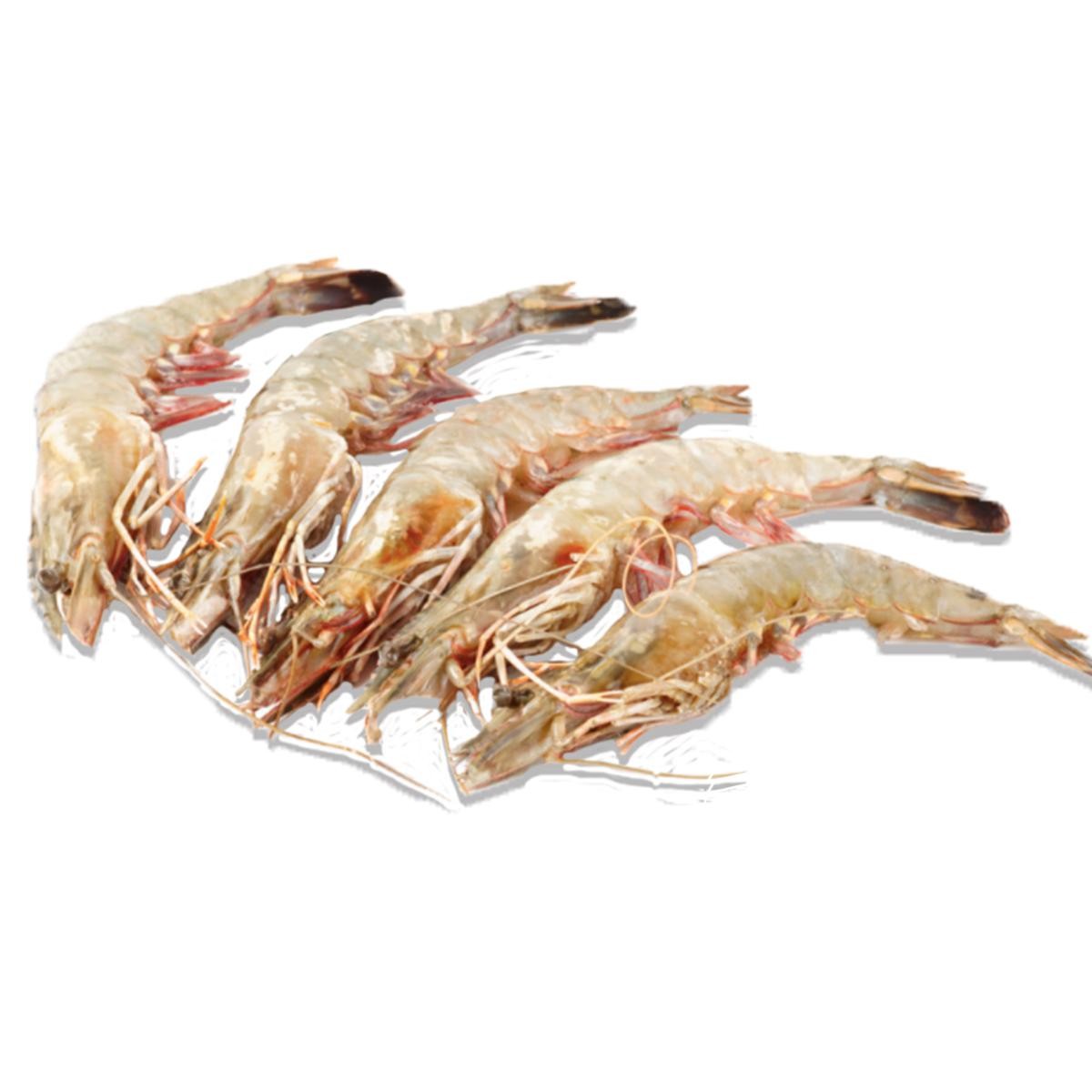 MAZZANCOLLA ATLANTICA PICCOLA