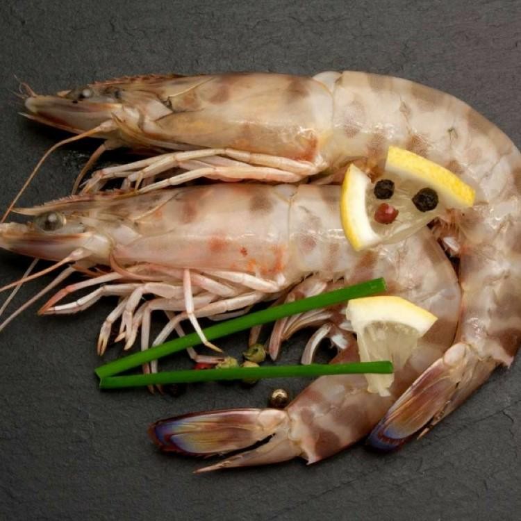 MAZZANCOLLA ATLANTICA GRANDE