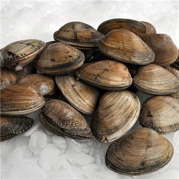 VONGOLE BROWN 500g 