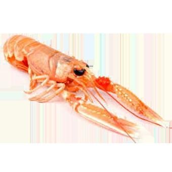 SCAMPI 13/16 700g                OROMAR